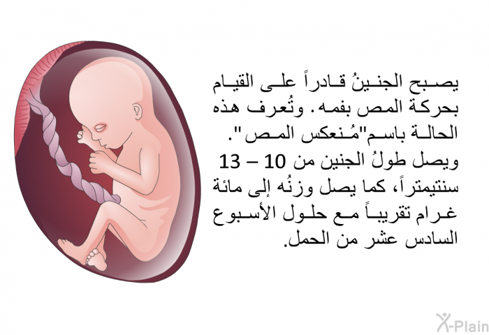 يصبح الجنينُ قادراً على القيام بحركة المص بفمه. وتُعرف هذه الحالة باسم "مُنعكس المص". ويصل طولُ الجنين من 10 – 13 سنتيمتراً، كما يصل وزنُه إلى مائة غرام تقريباً مع حلول الأسبوع السادس عشر من الحمل.
