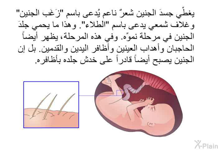 يغطِّي جسدَ الجنين شعرٌ ناعم يُدعى باسم "زَغَب الجنين" وغلاف شمعي يدعى باسم "الطلاء". وهذا ما يحمي جلدَ الجنين في مرحلة نموِّه. وفي هذه المرحلة، يظهر أيضاً الحاجبان وأهداب العينين وأظافر اليدين والقدمين. بل إن الجنين يصبح أيضاً قادراً على خدش جلده بأظافره.