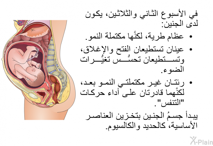 في الأسبوع الثاني والثلاثين، يكون لدى الجنين:  عظام طرية، لكنَّها مكتملة النمو. عينان تستطيعان الفتح والإغلاق، وتستطيعان تحسُّس تغيُّرات الضوء. رئتان غير مكتملتي النمو بعد، لكنَّهما قادرتان على أداء حركات "التنفس".  يبدأ جسمُ الجنين بتخزين العناصر الأساسية، كالحديد والكالسيوم.