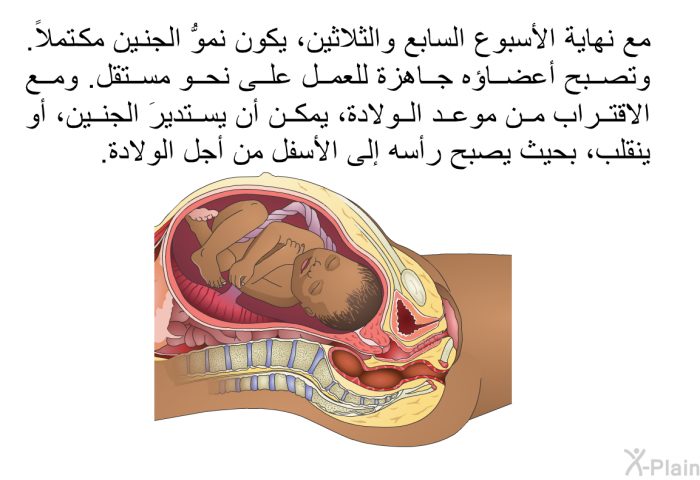 مع نهاية الأسبوع السابع والثلاثين، يكون نموُّ الجنين مكتملاً. وتصبح أعضاؤه جاهزة للعمل على نحو مستقل. ومع الاقتراب من موعد الولادة، يمكن أن يستديرَ الجنين، أو ينقلب، بحيث يصبح رأسه إلى الأسفل من أجل الولادة.
