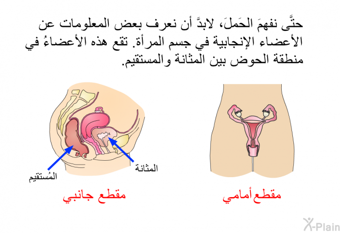 حتَّى نفهمَ الحَملَ، لابدَّ أن نعرف بعض المعلومات عن الأعضاء الإنجابية في جسم المرأة. تقع هذه الأعضاءُ في منطقة الحوض بين المثانة والمستقيم.