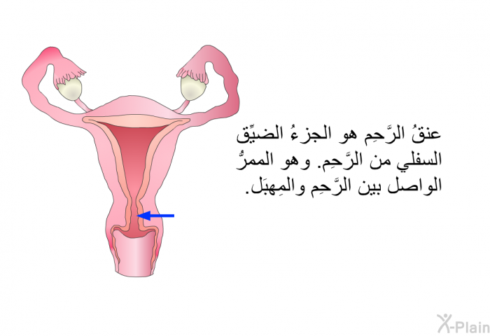 عنقُ الرَّحِم هو الجزءُ الضيِّق السفلي من الرَّحِم. وهو الممرُّ الواصل بين الرَّحِم والمَهبِل.