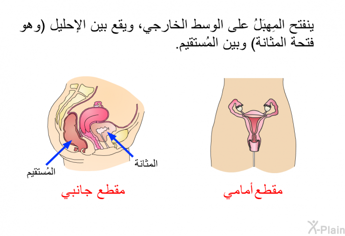 ينفتح المَهبِلُ على الوسط الخارجي، ويقع بين الإحليل (وهو فتحة المثانة) وبين المُستقيم.