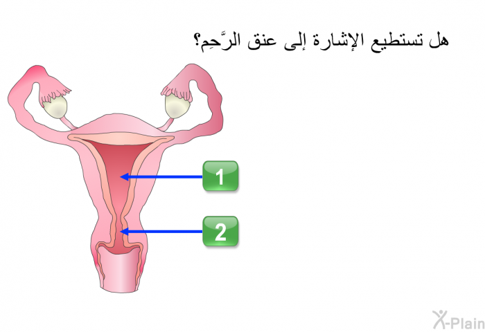 هل تستطيع الإشارة إلى عنق الرَّحِم؟