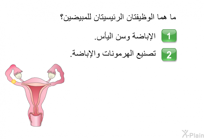 ما هما الوظيفتان الرئيسيتان للمبيضين؟   الإباضة وسن اليأس. تصنيع الهرمونات والإباضة.