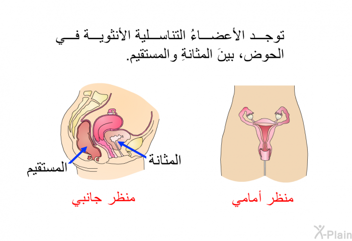 توجد الأعضاءُ التناسلية الأنثوية في الحوض، بينَ المثانةِ والمستقيم.