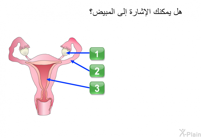 هل يمكنك الإشارة إلى المبيض؟