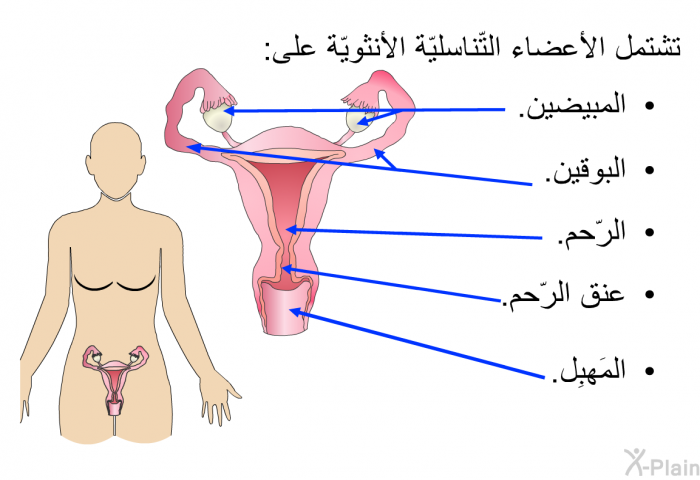 تشتمل الأعضاء التّناسليّة الأنثويّة على:   المبيضين.  البوقين.  الرّحم.  عنق الرّحم. المَهبِل.