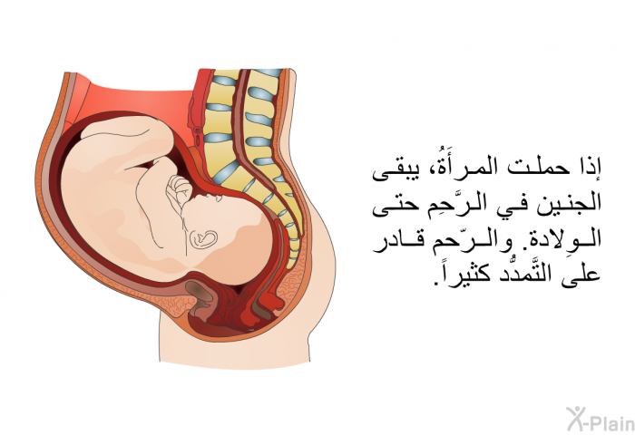 إذا حملت المرأَةُ، يبقى الجنين في الرَّحِم حتى الوِلادة. والرّحم قادرٌ على التَّمدُّد كثيراً.