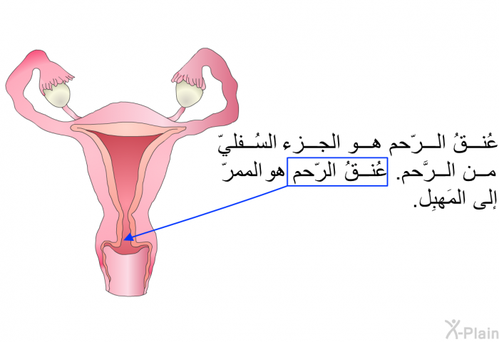 عُنقُ الرّحم هو الجزء السُفليّ من الرَّحم. عُنقُ الرّحم هو الممرّ إلى المَهبِل.