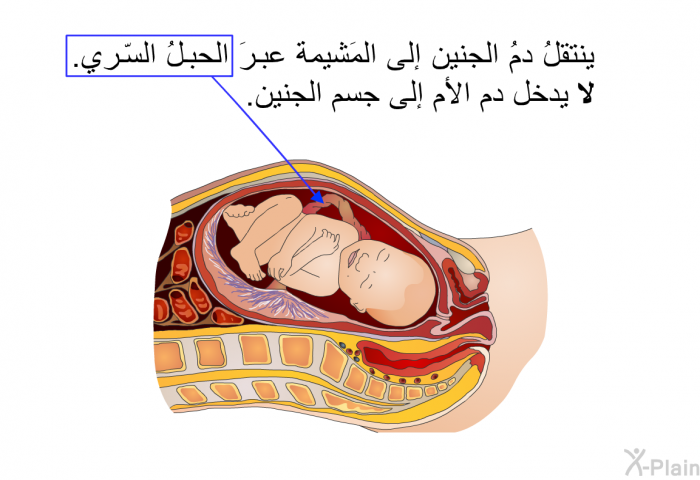 ينتقلُ دمُ الجنين إلى المَشيمة عبرَ الحبلُ السّري. <B>لا</B> يدخل دم الأم إلى جسم الجنين.