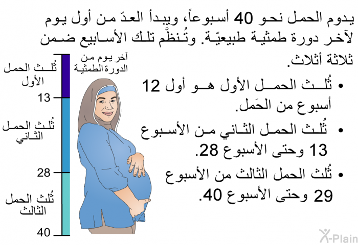 يدوم الحمل نحو 40 أسبوعاً، ويبدأ العدّ من أول يوم لآخر دورة طمثية طبيعيّة. وتُنظَّم تلك الأسابيع ضمن ثلاثة أثلاث.   ثُلث الحمل الأول هو أول 12 أسبوع من الحَمل.  ثُلث الحمل الثاني من الأسبوع 13 وحتى الأسبوع 28. ثُلث الحمل الثالث من الأسبوع 29 وحتى الأسبوع 40.
