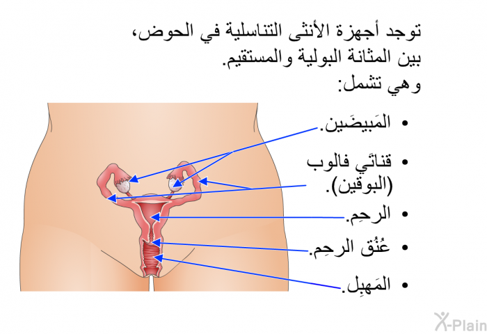 توجد أجهزة الأنثى التناسلية في الحوض، بين المثانة البولية والمستقيم. وهي تشمل:  المَبيضَين. قناتَي فالوب (البوقين). الرحِم. عُنُق الرحِم. المَهبِل.