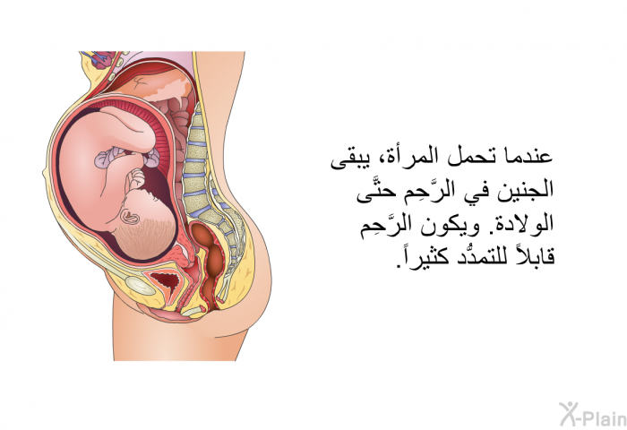 عندما تحمل المرأة، يبقى الجنين في الرَّحِم حتَّى الولادة. ويكون الرَّحِم قابلاً للتمدُّد كثيراً.