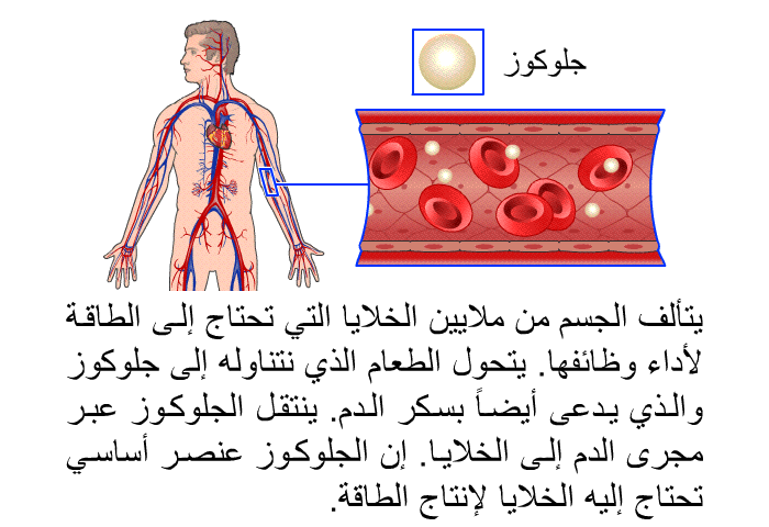 يتألف الجسم من ملايين الخلايا التي تحتاج إلى الطاقة لأداء وظائفها. يتحول الطعام الذي نتناوله إلى جلوكوز والذي يدعى أيضاً بسكر الدم. ينتقل الجلوكوز عبر مجرى الدم إلى الخلايا. إن الجلوكوز عنصر أساسي تحتاج إليه الخلايا لإنتاج الطاقة.
