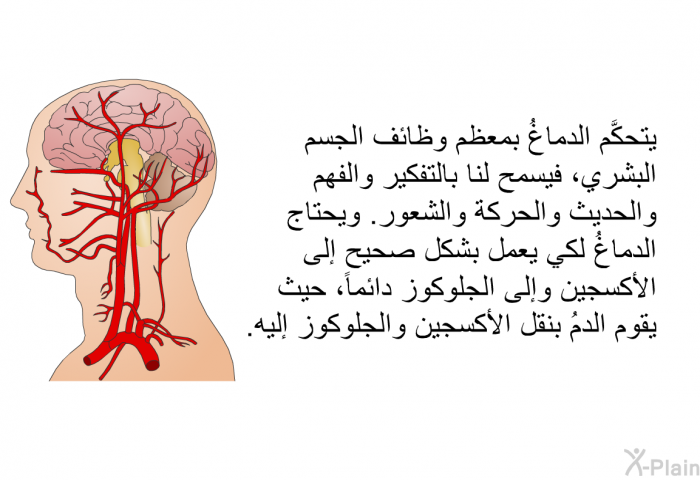 يتحكَّم الدماغُ بمعظم وظائف الجسم البشري، فيسمح لنا بالتفكير والفهم والحديث والحركة والشعور<I>. </I>ويحتاج الدماغُ لكي يعمل بشكل صحيح إلى الأكسجين وإلى الجلوكوز دائماً، حيث يقوم الدمُ بنقل الأكسجين والجلوكوز إليه<I>.</I>