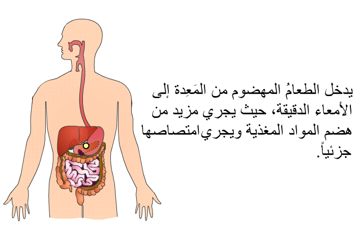 يدخل الطعامُ المهضوم من المَعِدة إلى الأمعاء الدقيقة، حيث يجري مزيد من هضم المواد المغذية ويجري امتصاصها جزئياً.