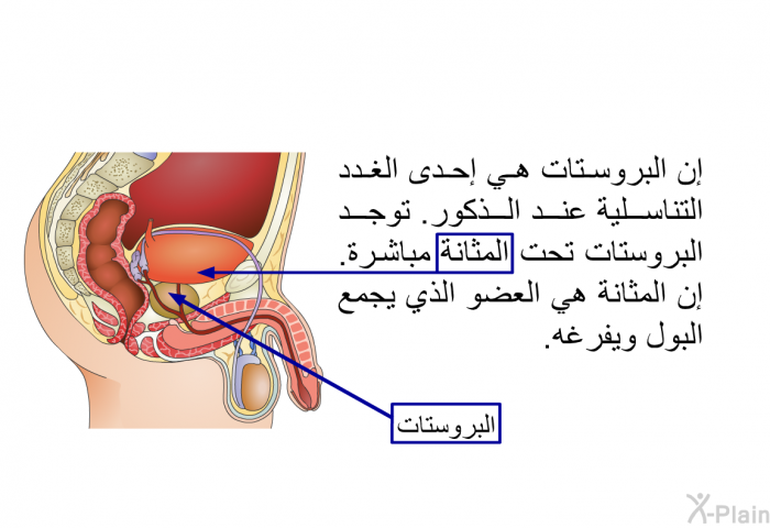 إن البروستات هي إحدى الغدد التناسلية عند الذكور. توجد البروستات تحت المثانة مباشرة. إن المثانة هي العضو الذي يجمع البول ويفرغه.