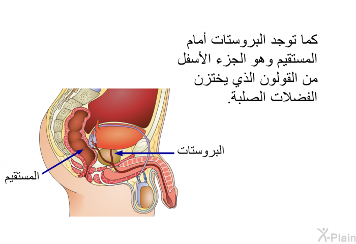 كما توجد البروستات أمام المستقيم وهو الجزء الأسفل من القولون الذي يختزن الفضلات الصلبة.