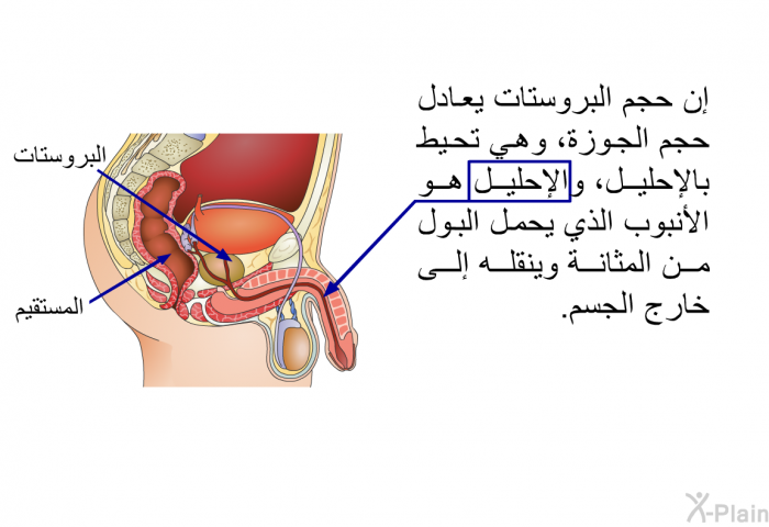 إن حجم البروستات يعادل حجم الجوزة، وهي تحيط بالإحليل، والإحليل هو الأنبوب الذي يحمل البول من المثانة وينقله إلى خارج الجسم.