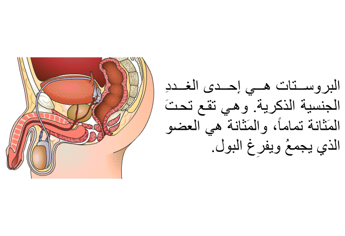البروستات هي إِحدى الغددِ الجنسية الذكرية. وهي تقع تحتَ المَثانة تماماً، والمَثانة هي العضو الذي يجمعُ ويفرِغ البول.