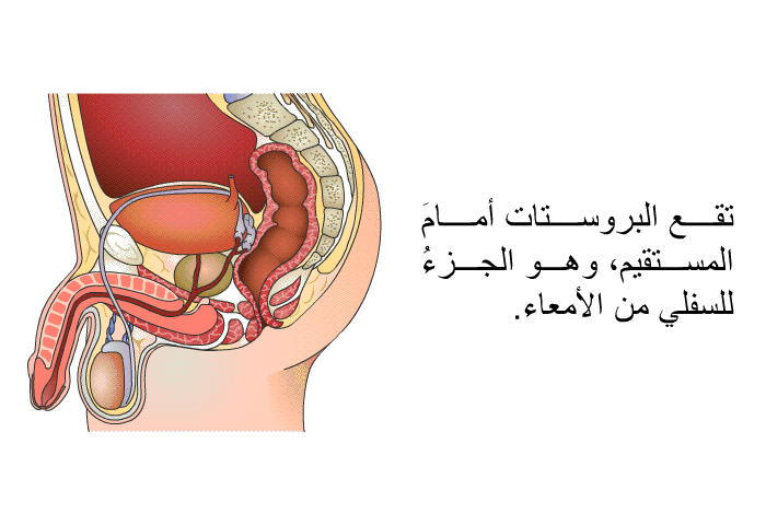 تقع البروستات أمامَ المستقيم، وهو الجزءُ للسفلي من الأمعاء.