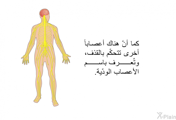 كما أنَّ هناك أعصاباً أخرى تتحكَّم بالقذف، وتُعرف باسم الأعصاب الودِّية.