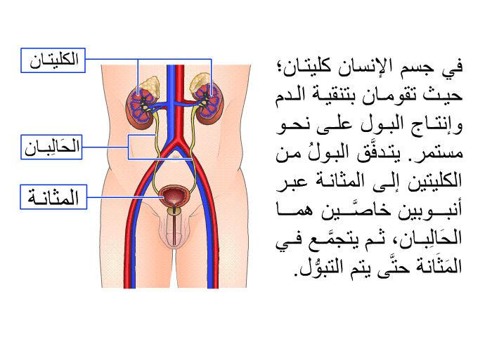 في جسم الإنسان كليتان؛ حيث تقومان بتنقية الدم وإنتاج البول على نحو مستمرٍّ. يتدفَّق البولُ من الكليتين إلى المثانة عبر أنبوبين خاصَّين هما الحَالِبان، ثم يتجمَّع في المَثَانة حتَّى يتم التبوُّل.
