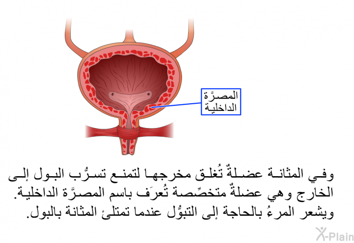 وفي المثانة عضلةٌ تُغلق مخرجها لتمنع تسرُّب البول إلى الخارج، وهي عضلةٌ متخصِّصة تُعرَف باسم المصرَّة الداخلية. ويشعر المرءُ بالحاجة إلى التبوُّل عندما تمتلئ المثانة بالبول.