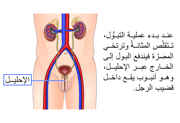 عند بدء عملية التبوُّل، تتقلَّص المثانةُ وترتخي المصَرَّة فيندفع البول إلى الخارج عبر الإِحليل، وهو أنبوبٌ يقع داخل قضيب الرجل.