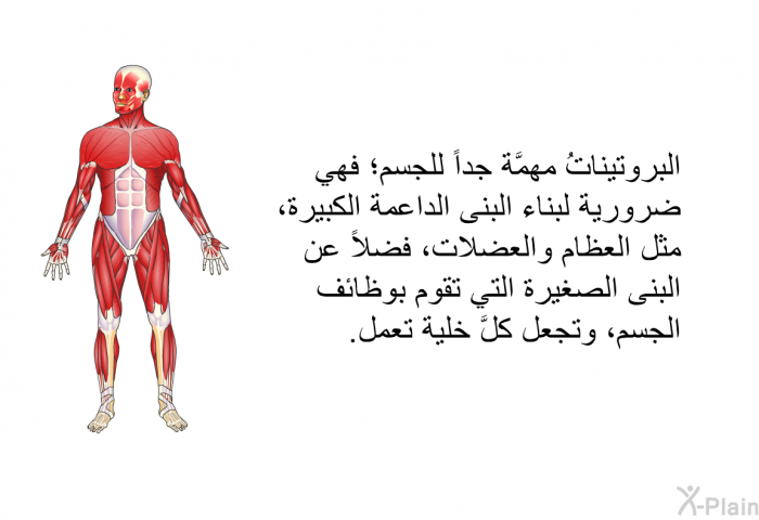 البروتيناتُ مهمَّة جداً للجسم؛ فهي ضروريةٌ لبناء البنى الداعمة الكبيرة، مثل العظام والعضلات، فضلاً عن البنى الصغيرة التي تقوم بوظائف الجسم، وتجعل كلَّ خلية تعمل.