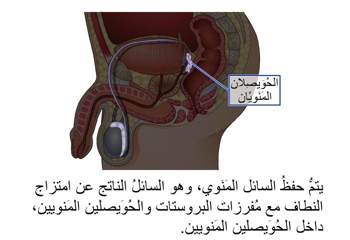 يتمُّ حفظُ السائل المَنَوي، وهو السائلُ الناتج عن امتزاج النطاف مع مُفرزات البروستات والحُوَيصلين المَنويين، داخل الحُوَيصلين المَنويين.
