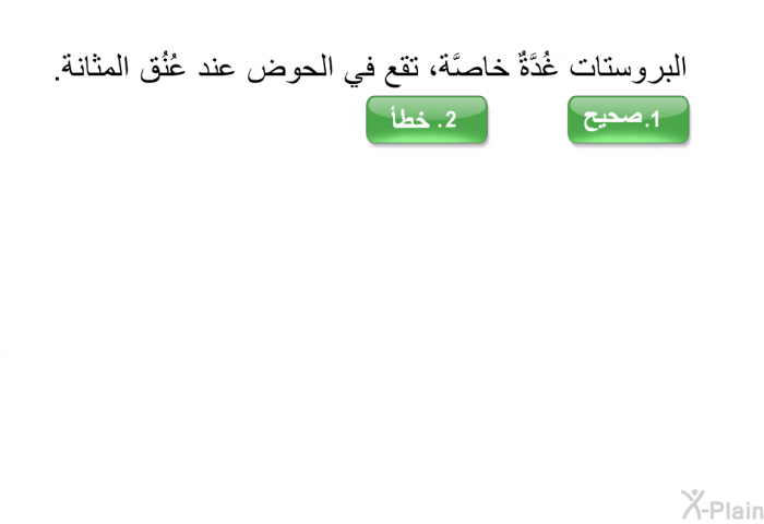 البروستات غُدَّةٌ خاصَّة، تقع في الحوض عند عُنُق المثانة.