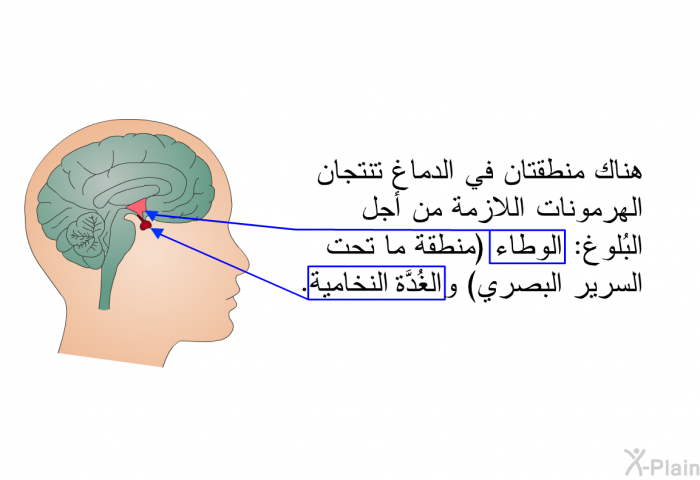 هناك منطقتان في الدماغ تنتجان الهرمونات اللازمة من أجل البُلوغ: الوِطاء (منطقة ما تحت السرير البصري) والغُدَّة النُّخامية.