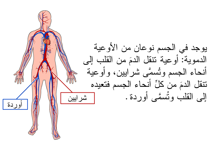 يوجد في الجسم نوعان من الأوعية الدموية: أوعيه تنقل الدمَ من القلب إلى أنحاء الجسم وتُسمَّى شرايين، وأوعية تنقل الدمَ من كلِّ أنحاء الجسم فتعيده إلى القلب وتُسمَّى أوردة.