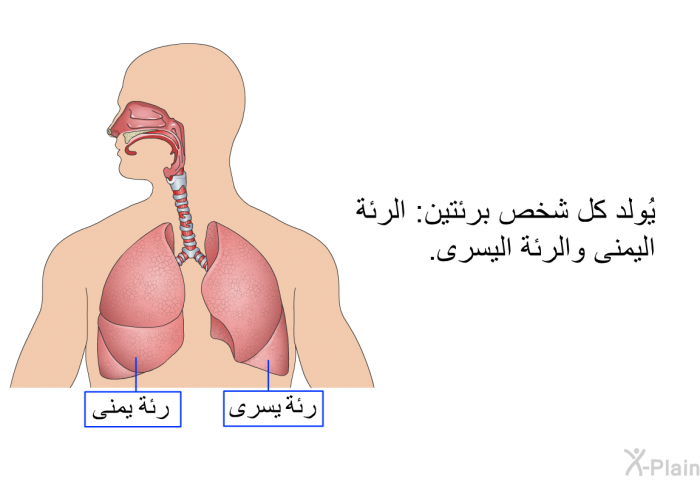 يُولد كل شخص برئتين: الرئة اليمنى والرئة اليسرى.