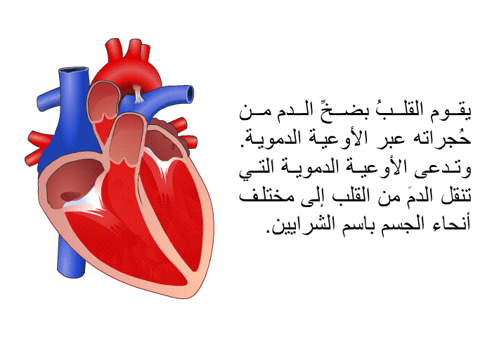 يقوم القلبُ بضخِّ الدم من حُجراته عبر الأوعية الدموية. وتدعى الأوعية الدموية التي تنقل الدمَ من القلب إلى مختلف أنحاء الجسم باسم الشرايين.