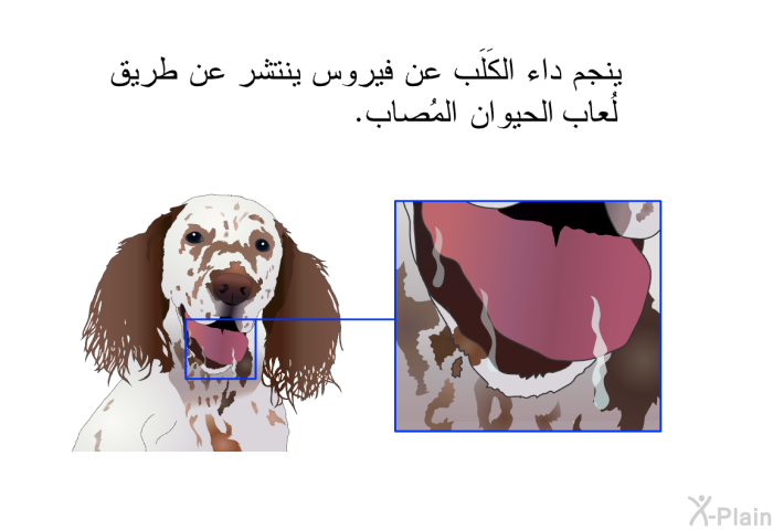 ينجم داء الكَلَب عن فيروس ينتشر عن طريق لُعاب الحيوان المُصاب.