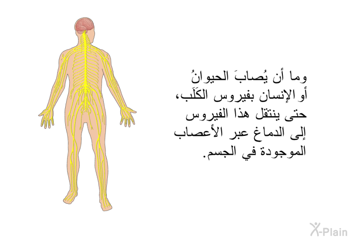 وما أن يُصابَ الحيوانُ أو الإنسان بفيروس الكَلَب، حتى ينتقل هذا الفيروس إلى الدماغ عبر الأعصاب الموجودة في الجسم.