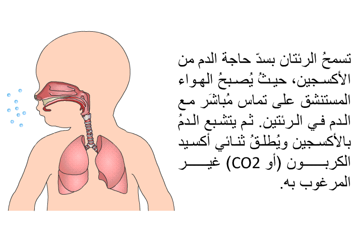 تسمحُ الرئتان بسدّ حاجة الدم من الأكسجين، حيثُ يُصبحُ الهواء المستنشق على تماس مُباشَر مع الدم في الرئتين. ثم يتشبع الدمُ بالأكسجين ويُطلقُ ثنائي أكسيد الكربون (أو CO2) غير المرغوب به.