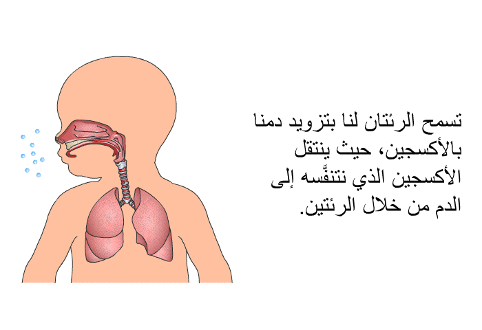 تسمح الرئتان لنا بتزويد دمنا بالأكسجين، حيث ينتقل الأكسجين الذي نتنفَّسه إلى الدم من خلال الرئتين.