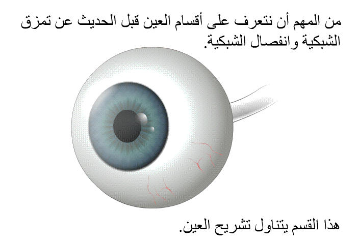 من المهم أن نتعرف على أقسام العين قبل الحديث عن تمزق الشبكية وانفصال الشبكية. هذا القسم يتناول تشريح العين.
