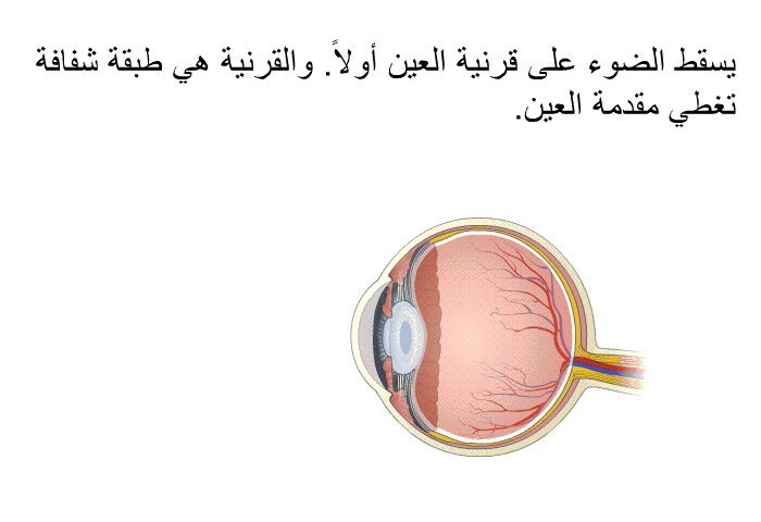 يسقط الضوء على قرنية العين أولاً. والقرنية هي طبقة شفافة تغطي مقدمة العين.