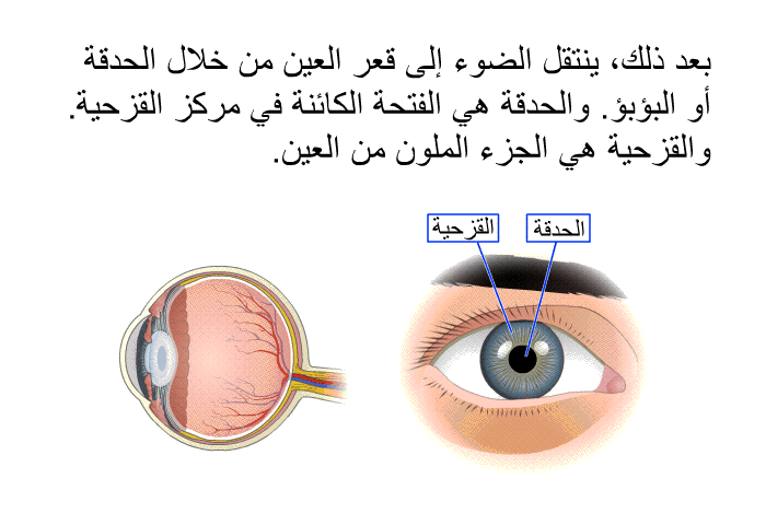 بعد ذلك، ينتقل الضوء إلى قعر العين من خلال الحدقة أو البؤبؤ. والحدقة هي الفتحة الكائنة في مركز القزحية. والقزحية هي الجزء الملون من العين.
