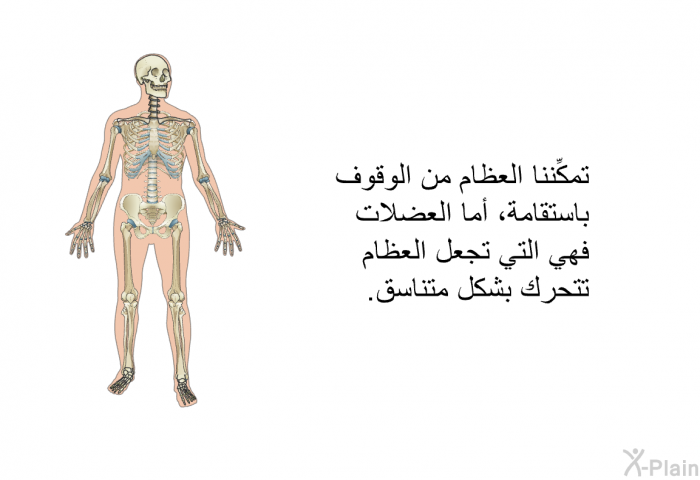 تمكِّننا العظام من الوقوف باستقامة، أما العضلات فهي التي تجعل العظام تتحرك بشكل متناسق.