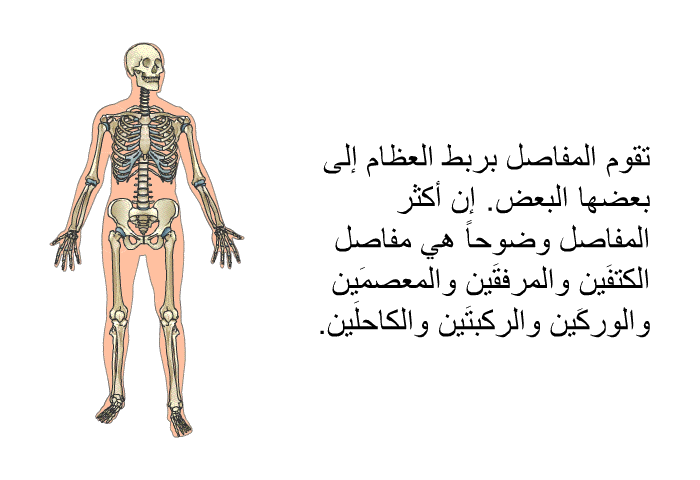 تقوم المفاصل بربط العظام إلى بعضها البعض. إن أكثر المفاصل وضوحاً هي مفاصل الكتفَين والمرفقَين والمعصمَين والوركَين والركبتَين والكاحلَين.