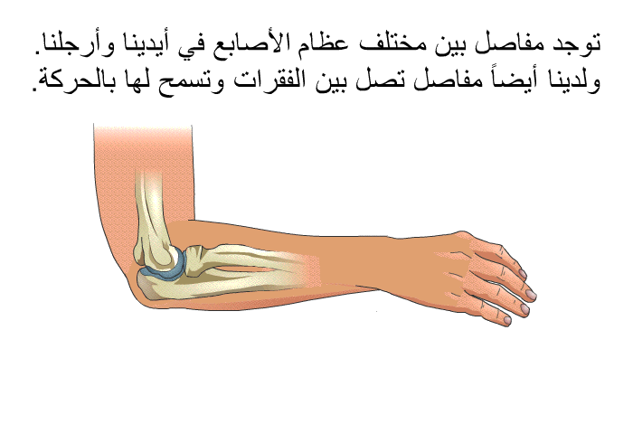 توجد مفاصل بين مختلف عظام الأصابع في أيدينا وأرجلنا. ولدينا أيضاً مفاصل تصل بين الفقرات وتسمح لها بالحركة.