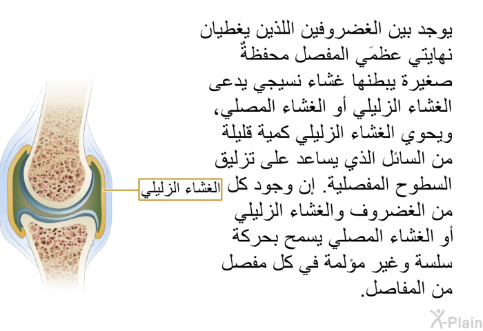 يوجد بين الغضروفَيْن اللذين يغطيان نهايتي عظمَي المفصل محفظةٌ صغيرة يبطنها غشاء نسيجي يدعى الغشاء الزليلي أو الغشاء المصلي، ويحوي الغشاء الزليلي كمية قليلة من السائل الذي يساعد على تزليق السطوح المفصلية. إن وجود كل من الغضروف والغشاء الزليلي أو الغشاء المصلي يسمح بحركة سلسة وغير مؤلمة في كل مفصل من المفاصل.