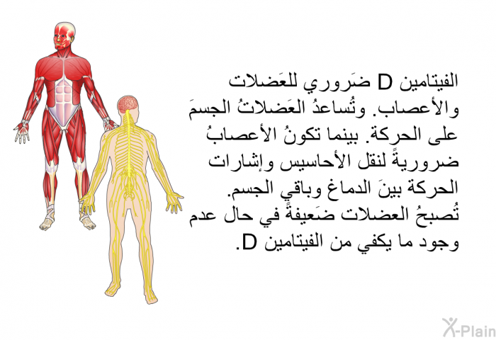 الفيتامين D ضَروريّ للعَضلات والأعصاب. وتُساعدُ العَضلاتُ الجسمَ على الحركة. بينما تكونُ الأعصابُ ضروريةً لنقل الأحاسيس وإشارات الحركة بينَ الدماغ وباقي الجسم. تُصبحُ العضلات ضَعيفةً في حال عدم وجود ما يكفي من الفيتامين D.