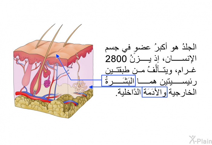 الجلدُ هو أكبرُ عضوٍ في جسمِ الإنسان، إذ يزنُ 2800 غرام، ويتألَّفُ من طبقتين رئيسيتين هما البَشَرةُ الخارجية والأدَمَة الدَّاخلية.